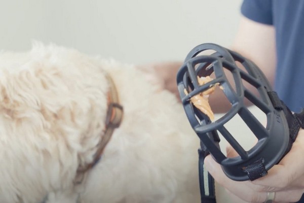 Vet showing how to use food for article on muzzle training dogs
