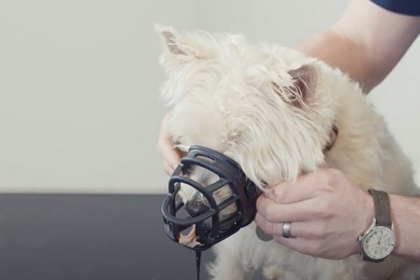 Muzzling a dog takes time and patience
