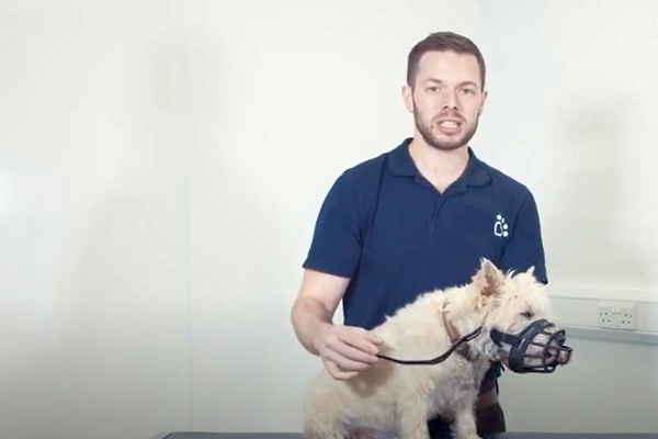 When learning how to muzzle train a dog ensure you don't tighten the muzzle straps too much